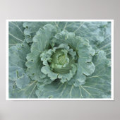 Kohl-Blätter, Kohl-Pflanze oben Poster (Vorne)
