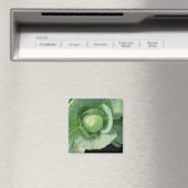 Kohl Magnet (In Situ (Geschirrspüler))