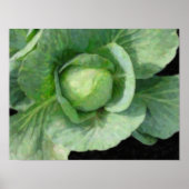 Kohl Poster (Vorne)
