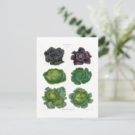 Kohl Postkarte (Stehend Vorderseite)