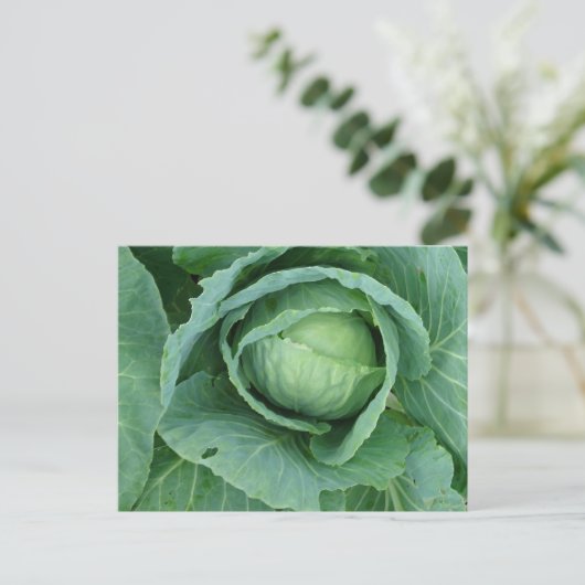 Kohl Postkarte (Stehend Vorderseite)