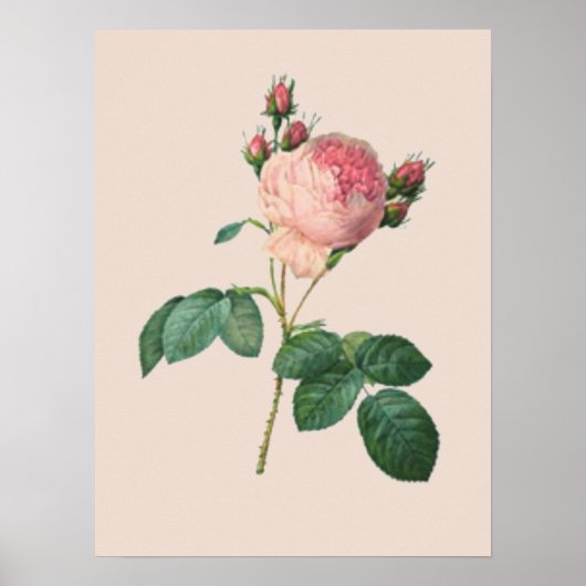 Kohl Rose Botanisch Poster (Vorne)