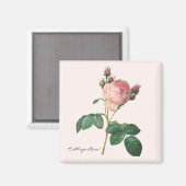 Kohl-Rose Botanische Printwerbung Magnet (Vorderseite/Rückseite)