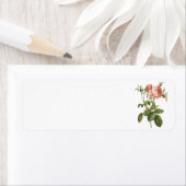 Kohl-Rose (Rosa centifolia foliacea) durch Redouté (Insitu)