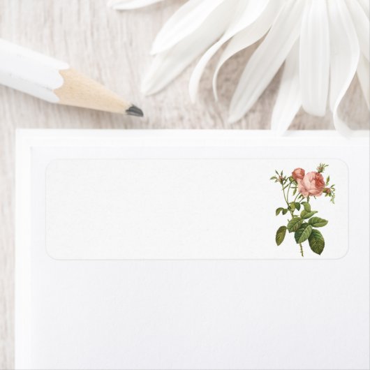 Kohl-Rose (Rosa centifolia foliacea) durch Redouté (Insitu)