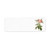 Kohl-Rose (Rosa centifolia foliacea) durch Redouté (Vorne)