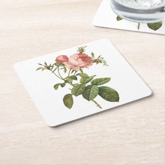 Kohl-Rose (Rosa centifolia foliacea) von Redout Rechteckiger Pappuntersetzer (angewinkelt)