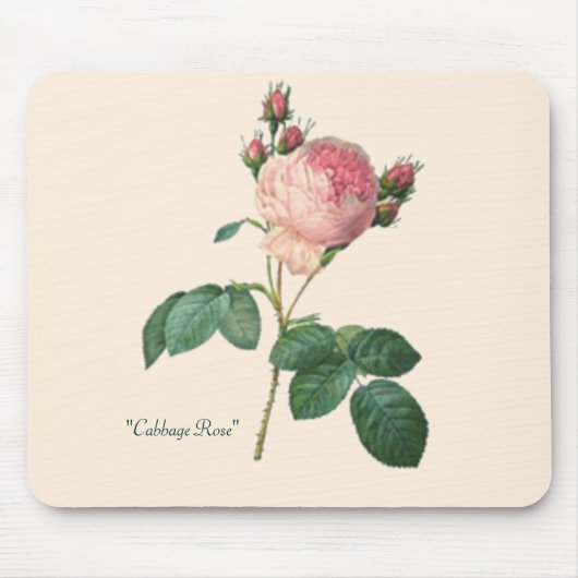 Kohl-Rosen-botanischer Druck Mousepad (Vorne)