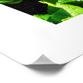 Kohl und Primulas Poster (Ecke)