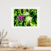 Kohl und Primulas Poster (Küche)