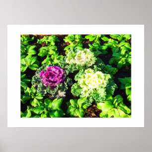 Kohl und Primulas Poster