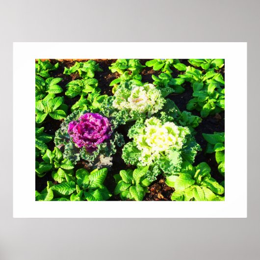 Kohl und Primulas Poster (Vorne)