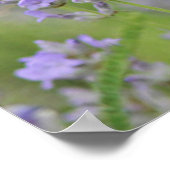 Kohl Weißer Schmetterling Poster (Ecke)