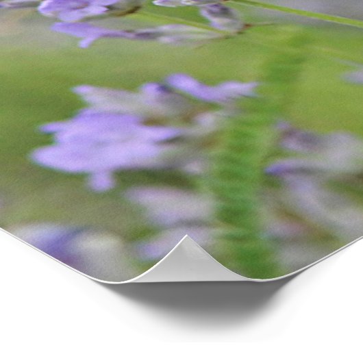 Kohl Weißer Schmetterling Poster (Ecke)