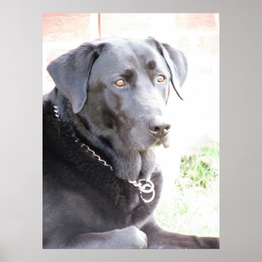 Kohle Poster (Vorne)