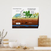 Kohlenstoffdioxidsequestrierung aus der Pflanze de Poster (Küche)