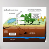 Kohlenstoffdioxidsequestrierung aus der Pflanze de Poster (Vorne)