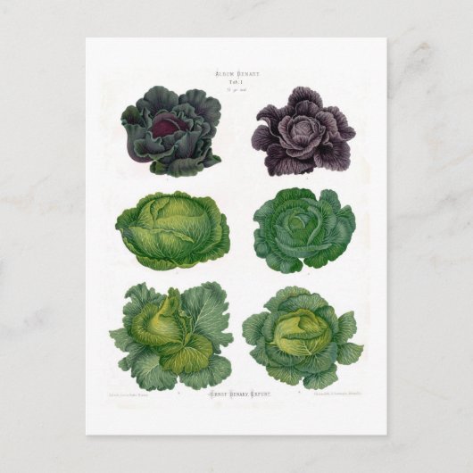 Kohlköpfe Postkarte (Vorderseite)