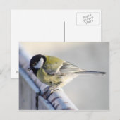 Kohlmeise Postkarte (Vorne/Hinten)