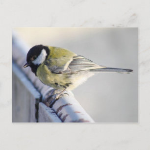 Kohlmeise Postkarte