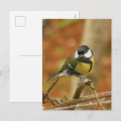 Kohlmeise Postkarte (Vorne/Hinten)