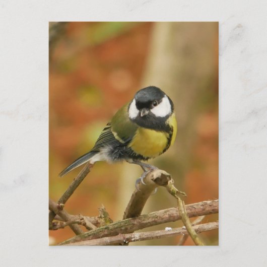 Kohlmeise Postkarte (Vorderseite)