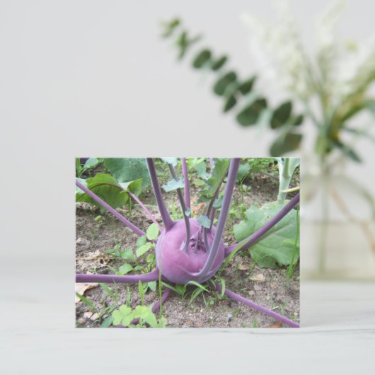 Kohlrabi ~ Postkarte (Stehend Vorderseite)