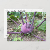 Kohlrabi ~ Postkarte (Vorne/Hinten)