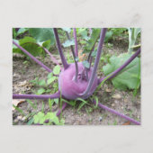 Kohlrabi ~ Postkarte (Vorderseite)