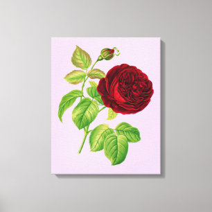 Kohlrose Leinwanddruck