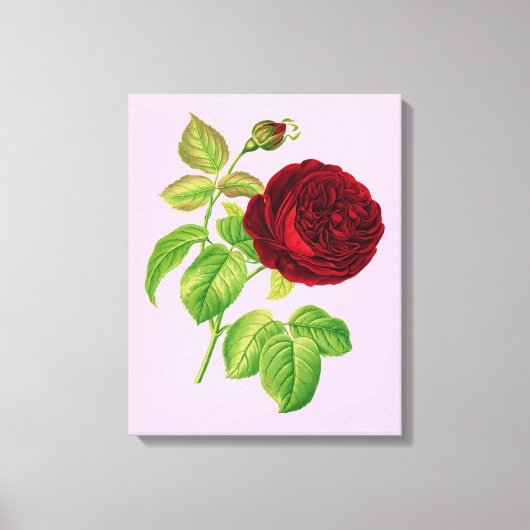 Kohlrose Leinwanddruck (Vorderseite)