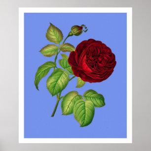 Kohlrose Poster