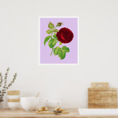 Kohlrose Poster (Küche)