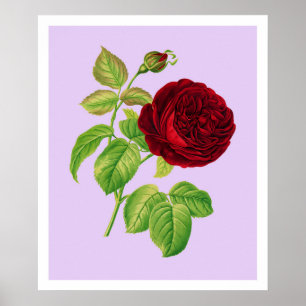 Kohlrose Poster