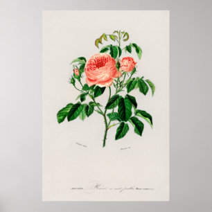 Kohlrose (Rosa Centifilia) Poster