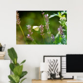 Kohlweißling auf Lavendel Poster (Heimbüro)