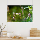Kohlweißling auf Lavendel Poster (Küche)
