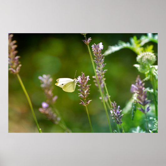 Kohlweißling auf Lavendel Poster (Vorne)