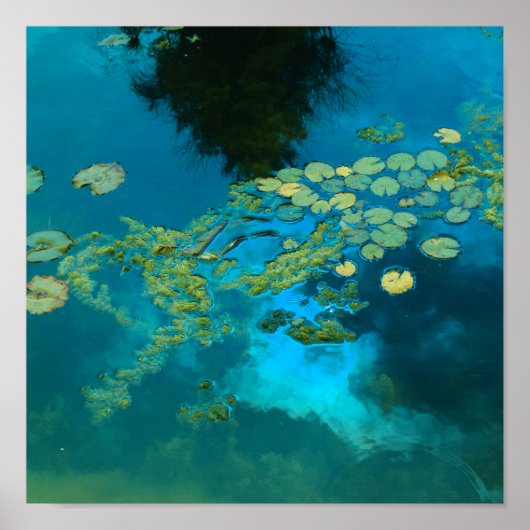 koi blau poster (Vorne)