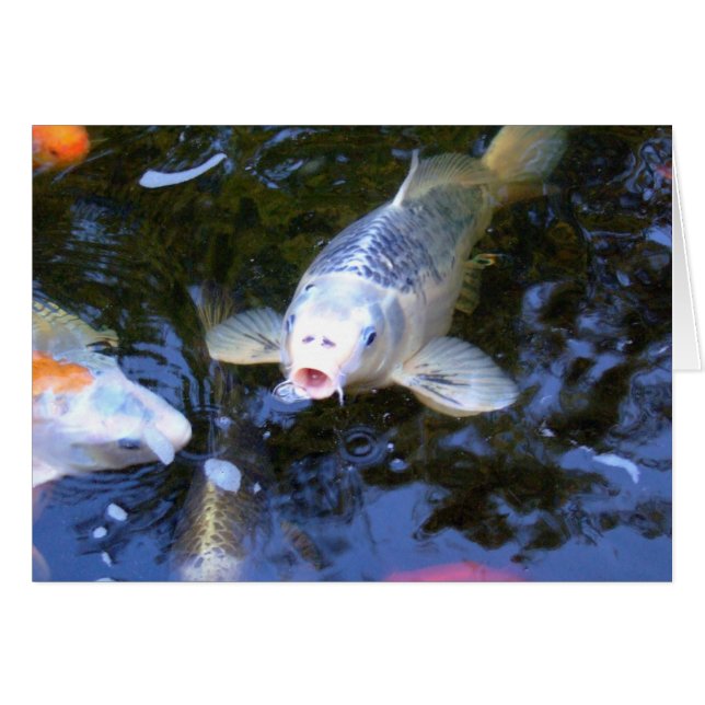 Koi Carp (Vorderseite (Horizontal))