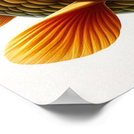 Koi Carp - Archivkunst Print Poster (Ecke)
