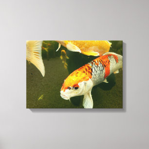 Koi Carp Canvas Print Leinwanddruck