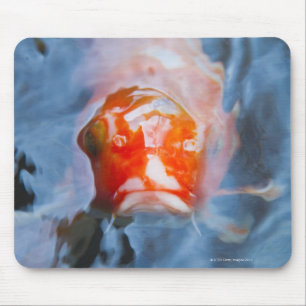 Koi Carp (Cyprinus carpio), Japan Mousepad