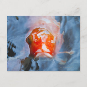 Koi Carp (Cyprinus carpio), Japan Postkarte