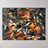 Koi carp fütternd Wahnsinn Poster (Vorne)