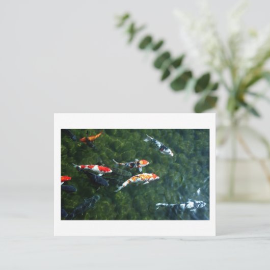 Koi Carp: Japan Postkarte (Stehend Vorderseite)