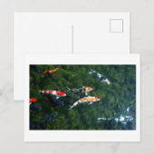 Koi Carp: Japan Postkarte (Vorne/Hinten)