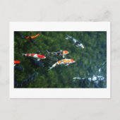 Koi Carp: Japan Postkarte (Vorderseite)