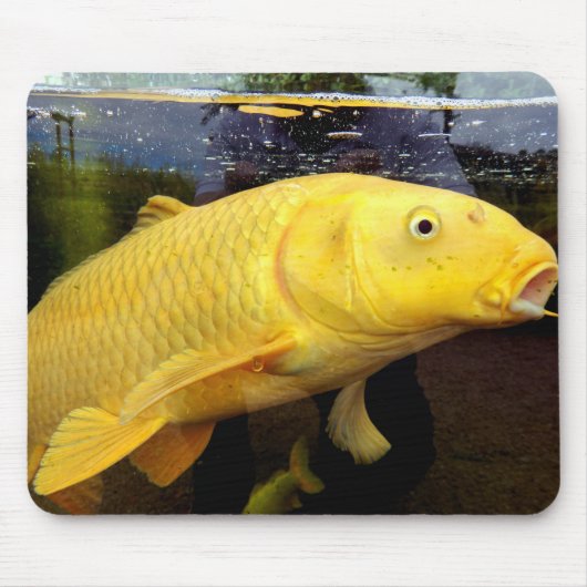 Koi Carp Mouse Mat Mousepad (Vorne)