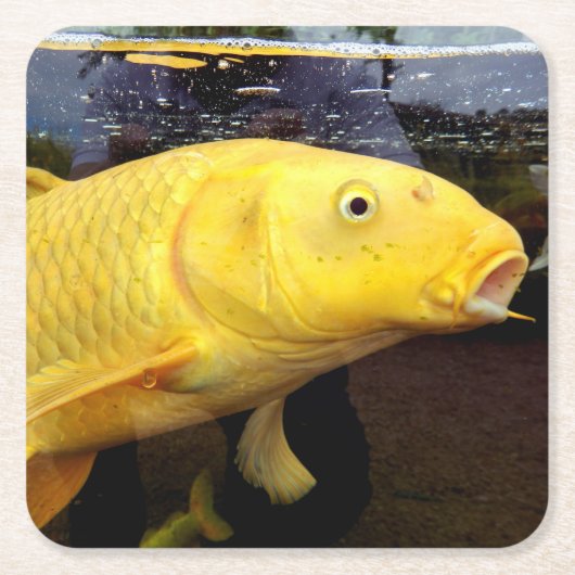 Koi Carp Paper Untersetzer (Vorderseite)